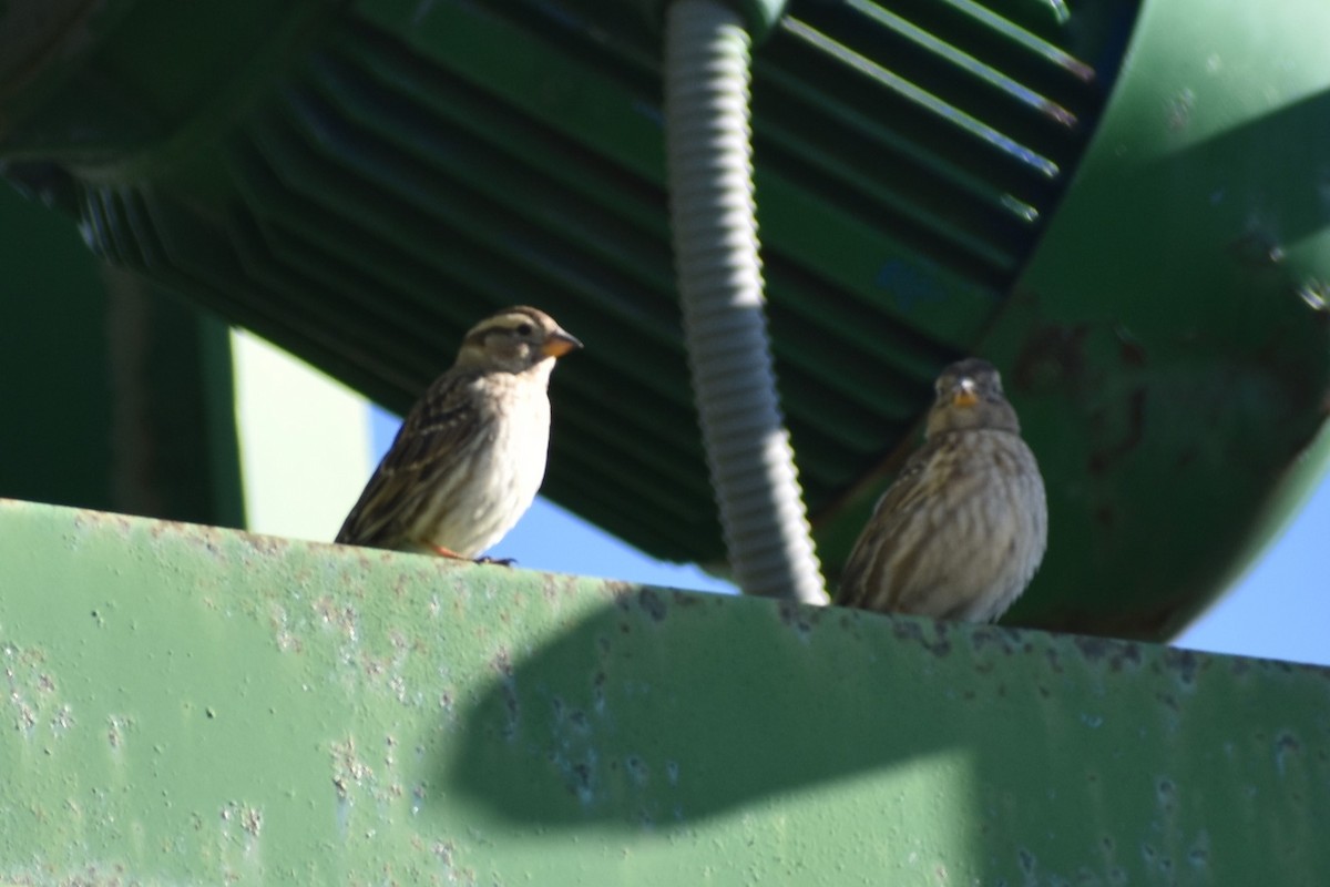 Rock Sparrow - ML647467590