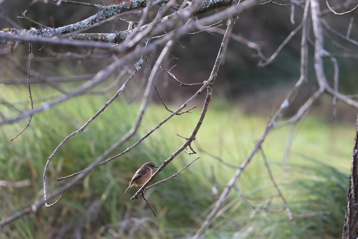European Stonechat - ML647467596
