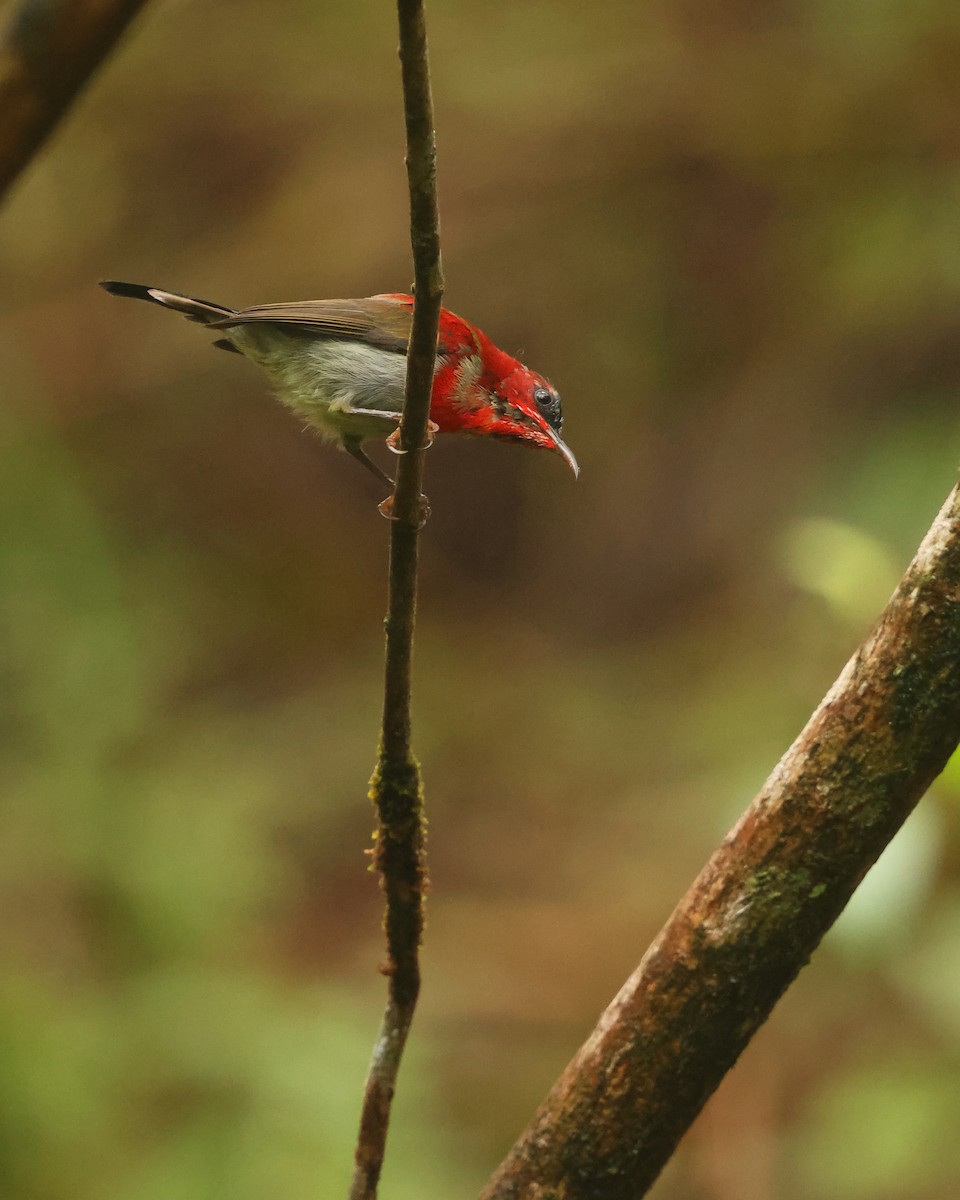 Crimson Sunbird - ML647467599