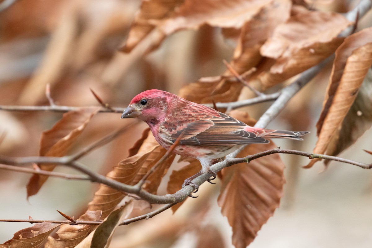 ムラサキマシコ - ML647467601