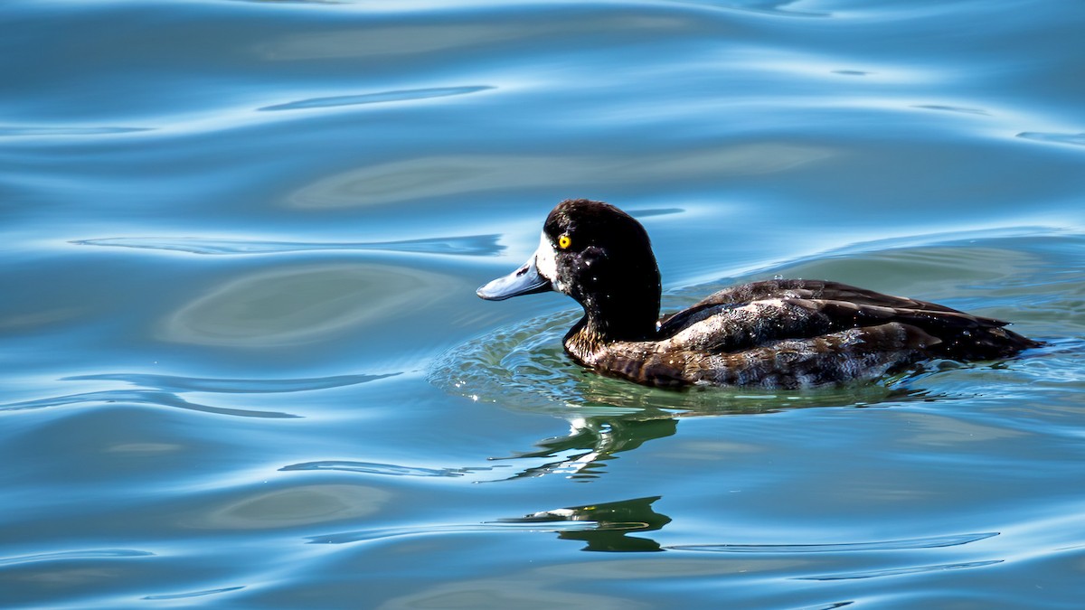 bergand - ML647467602