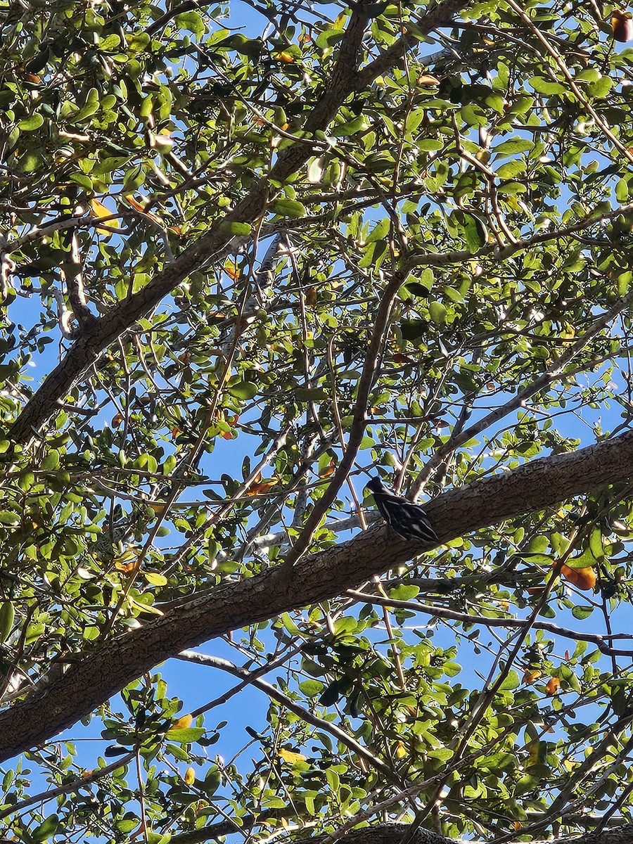 Reinita Trepadora - ML647467617