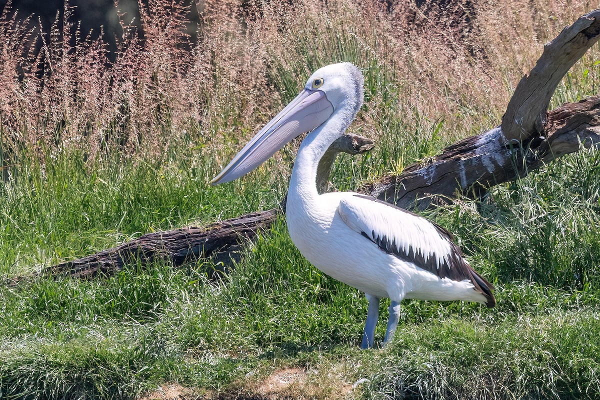 Pelícano Australiano - ML647467618