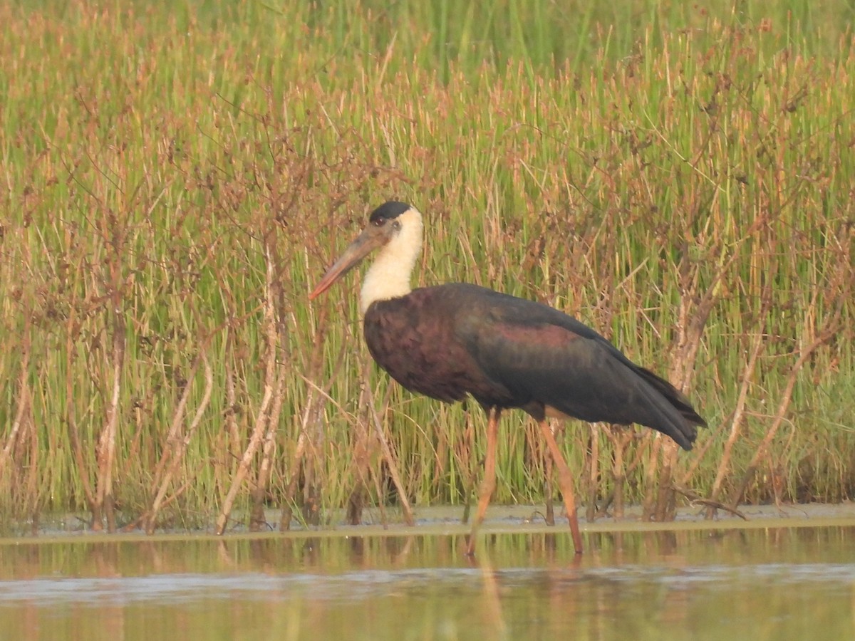Cigüeña Lanuda Asiática - ML647467624