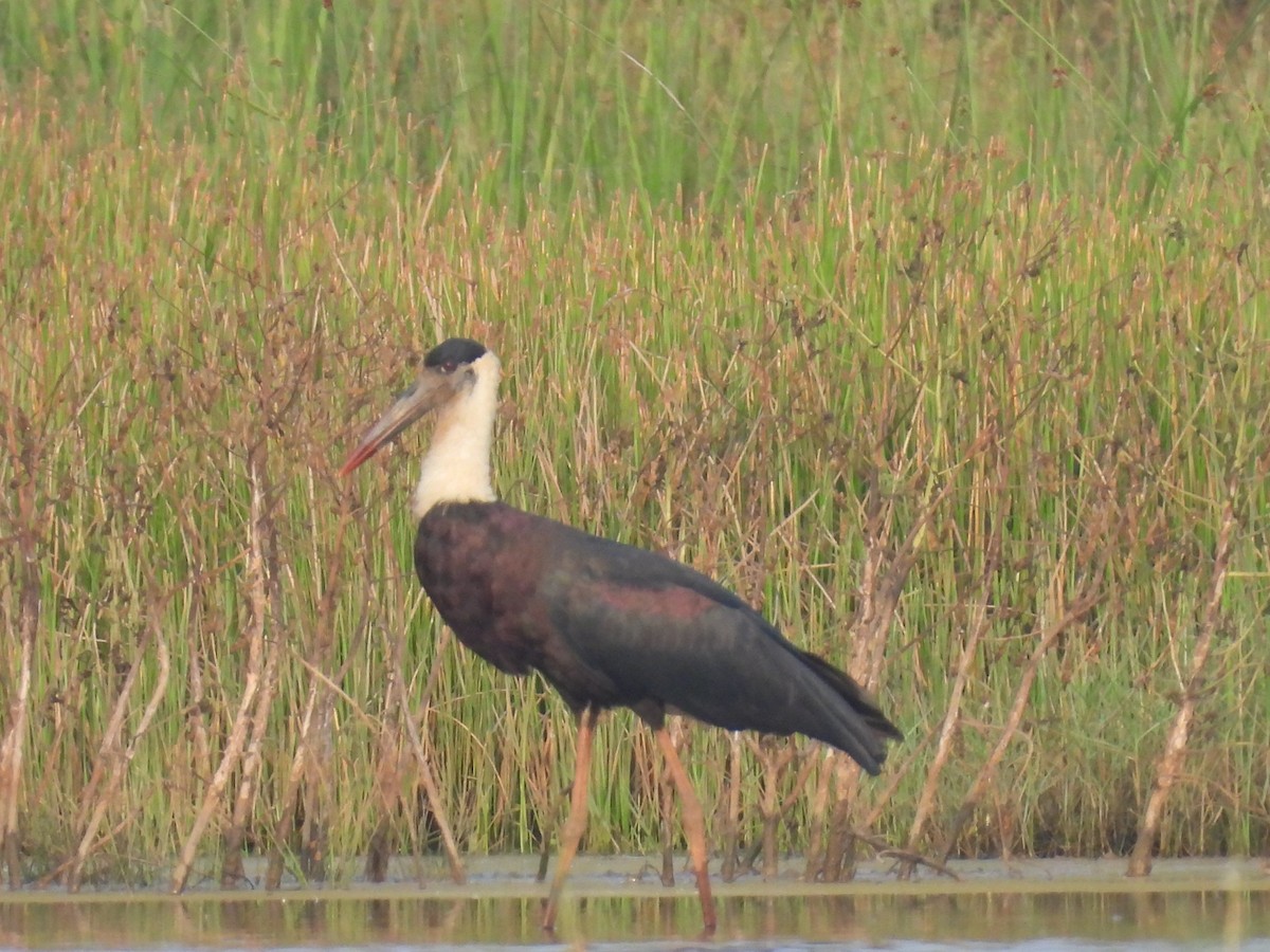 Cigüeña Lanuda Asiática - ML647467625