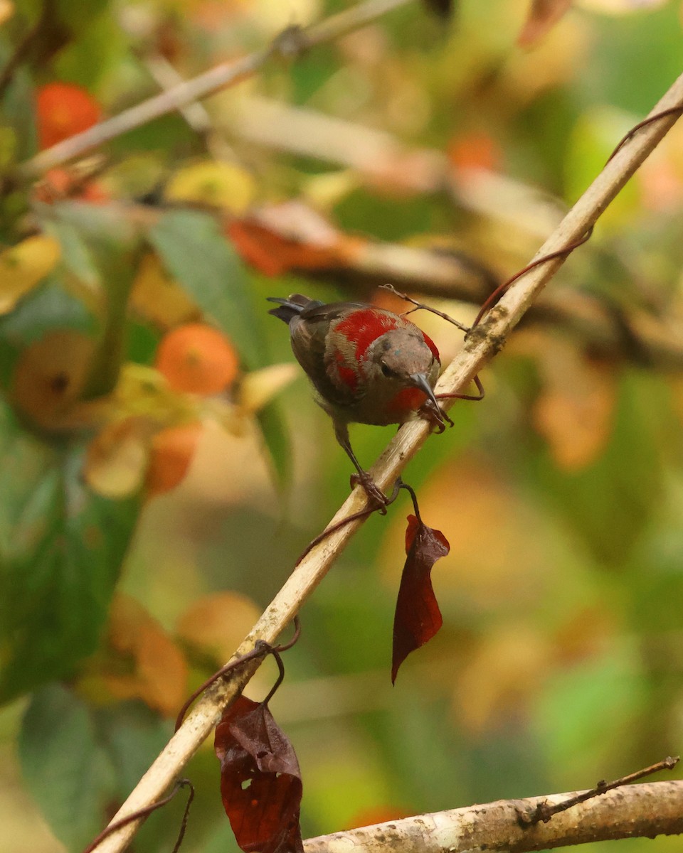 Suimanga Siparaja - ML647467626