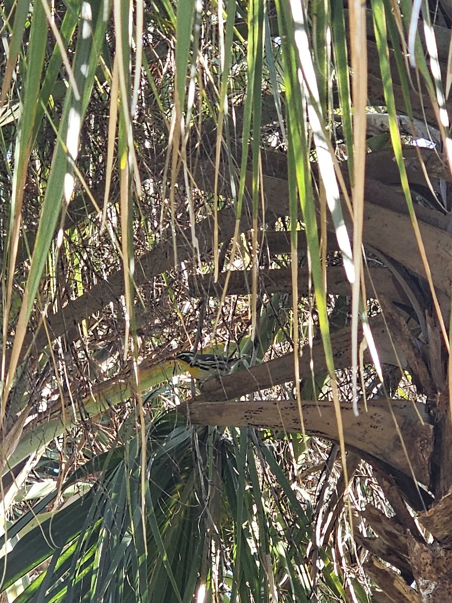 Reinita Gorjiamarilla - ML647467628