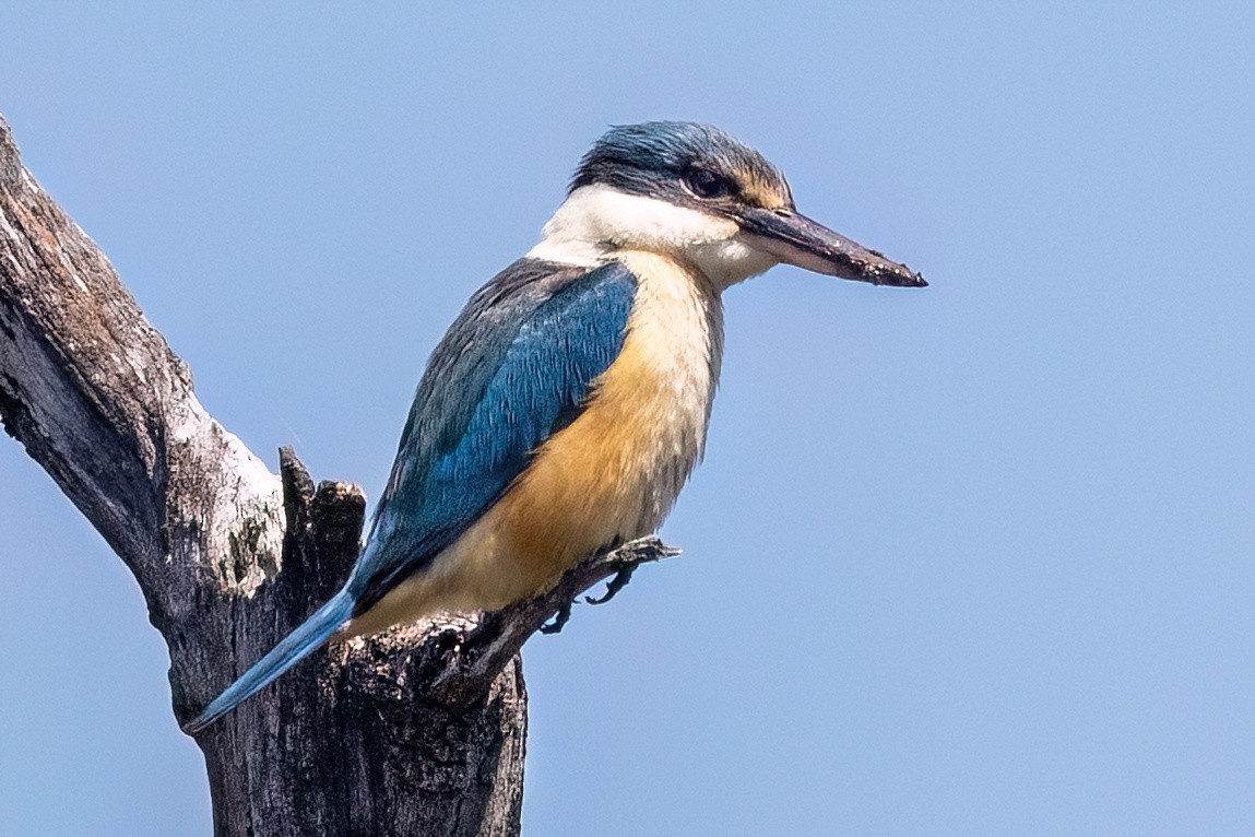 Alción Sagrado - ML647467629