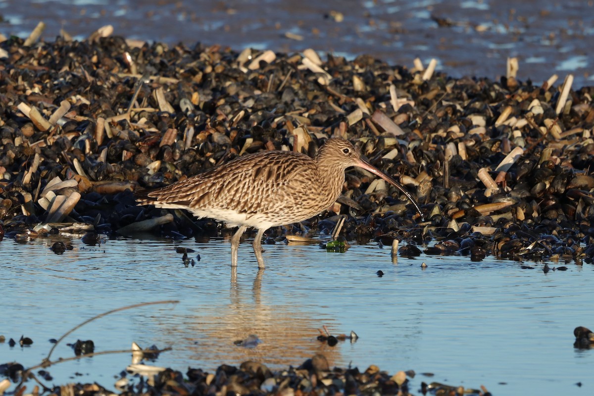 Zarapito Real - ML647467630