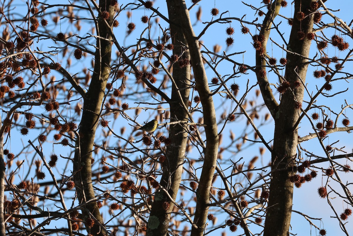 Jilguero Lúgano - ML647467634