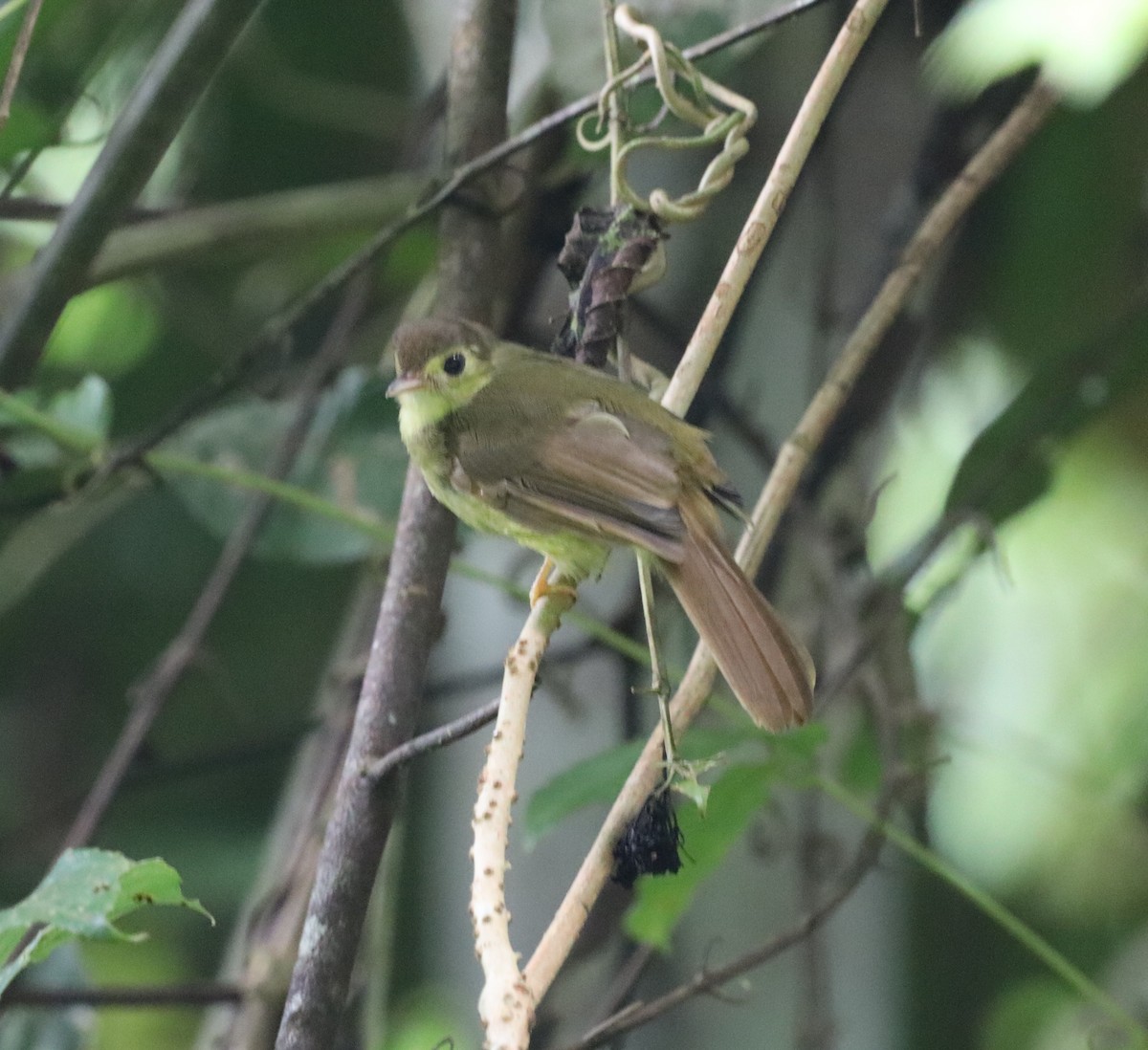 Bulbul Peludo - ML647467635