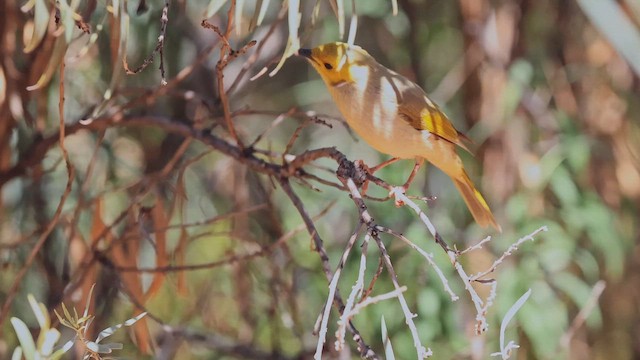 Mielero Empenachado - ML647467636