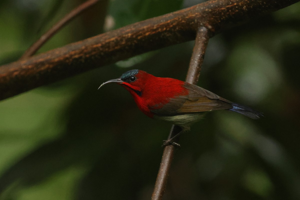 Suimanga Siparaja - ML647467640