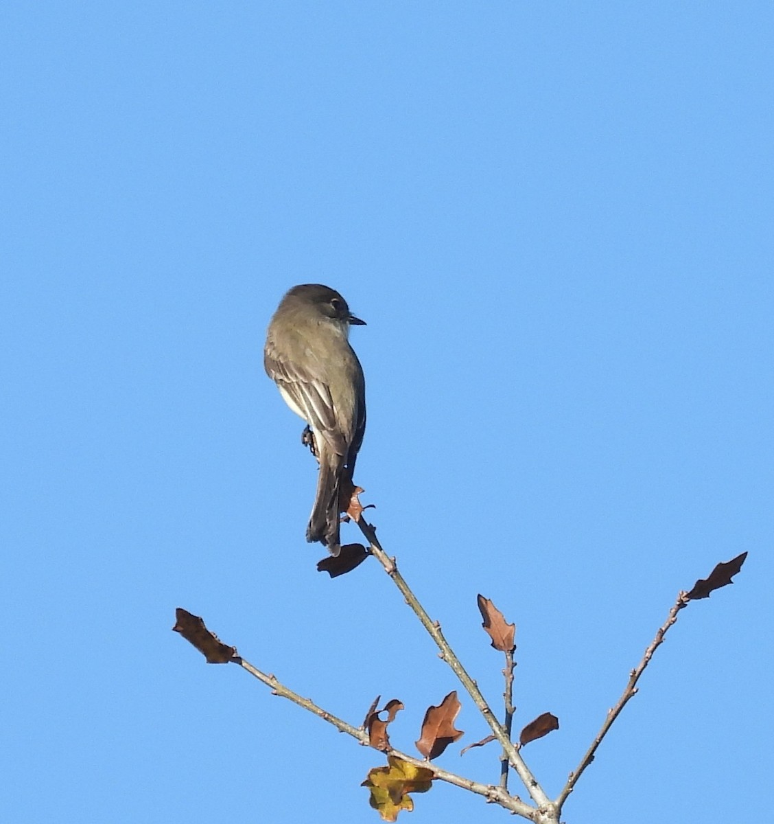 Mosquero Fibí - ML647467645