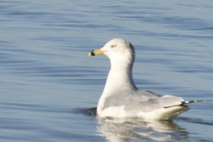 Gaviota de Delaware - ML647467646