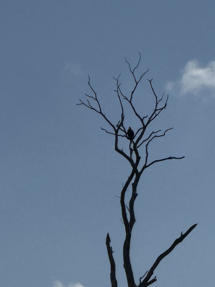 Pigargo Americano - ML647467647