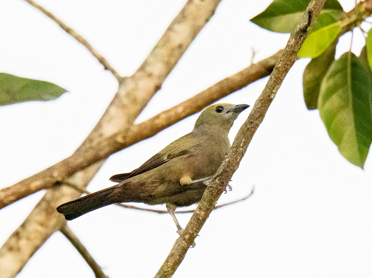 Tangara Palmera - ML647467648