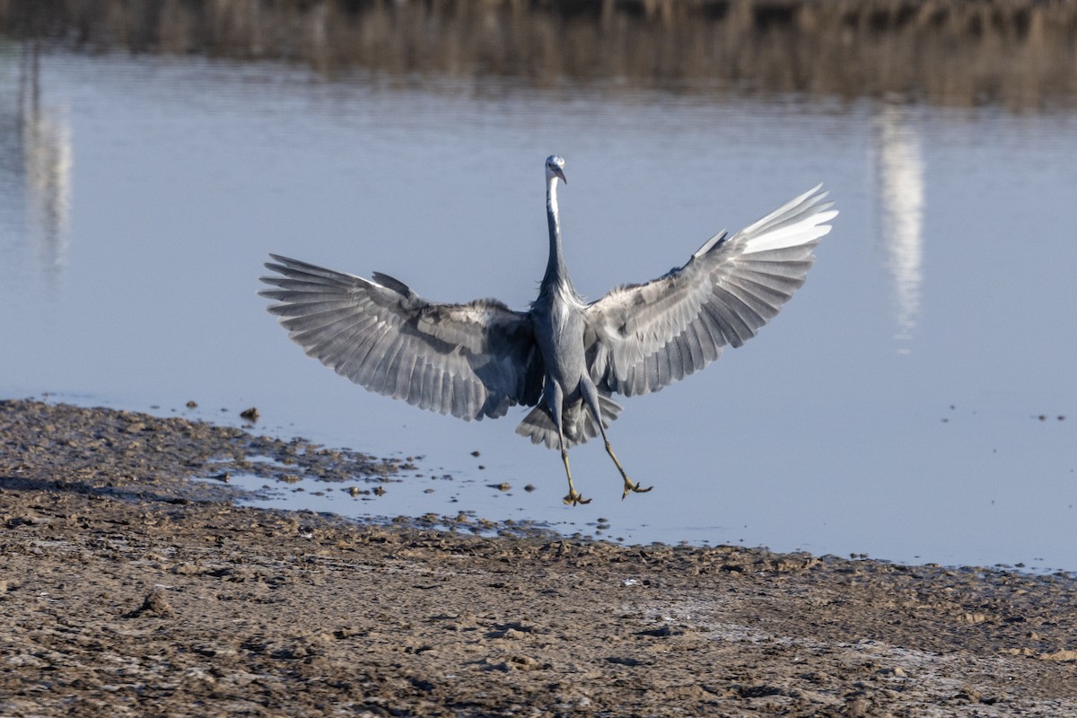 Western Reef-Heron - ML647467649