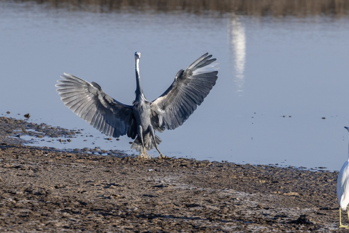 Garceta Dimorfa - ML647467650