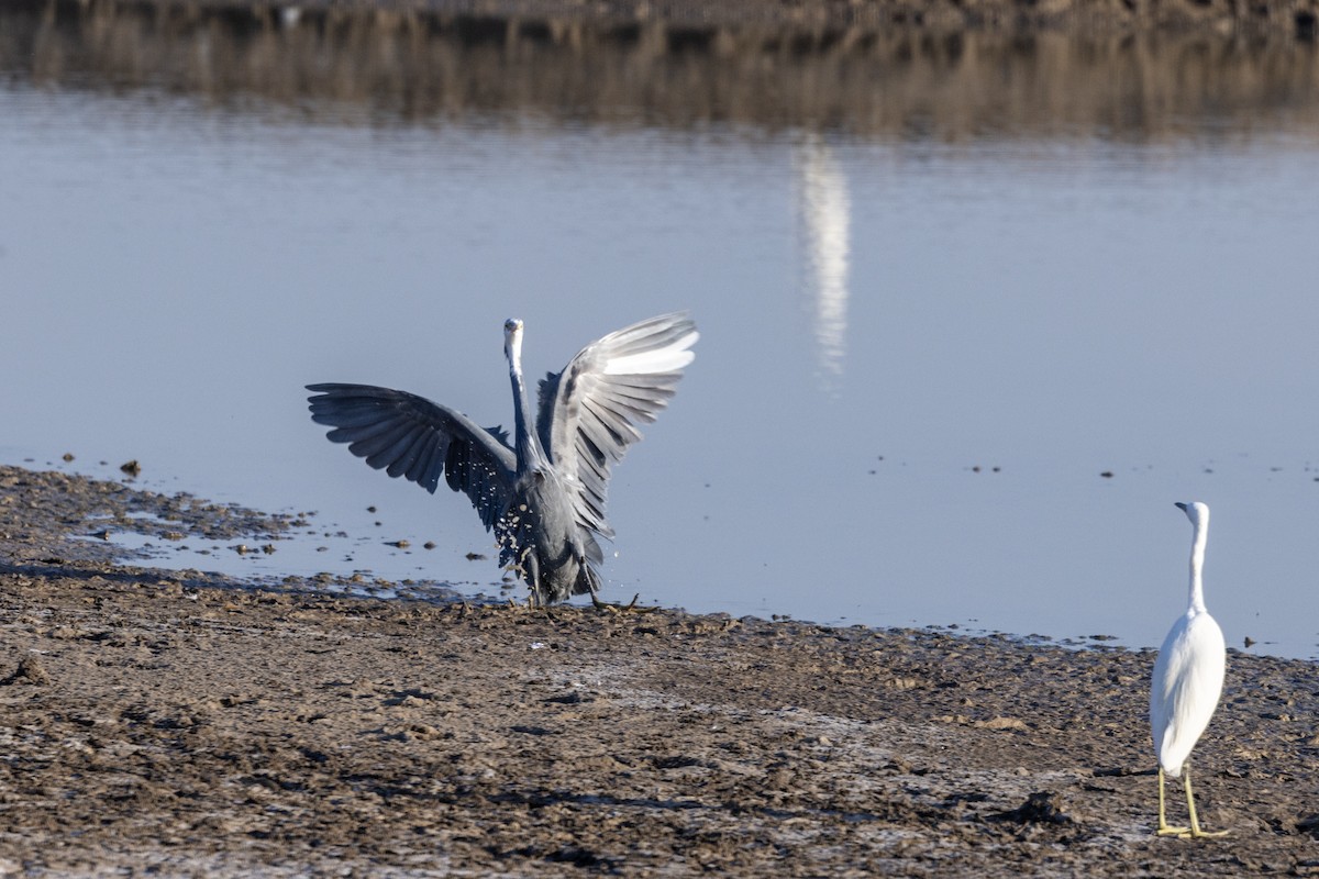 Western Reef-Heron - ML647467651