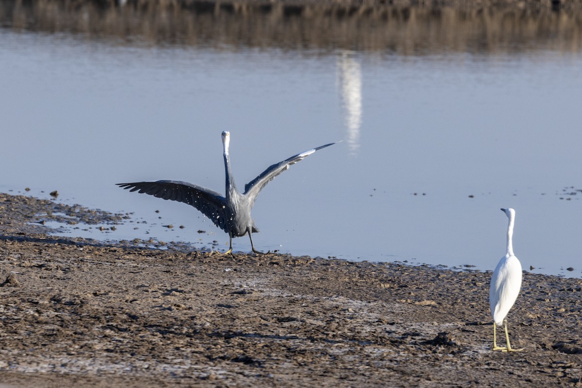Western Reef-Heron - ML647467652