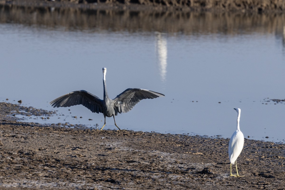 Western Reef-Heron - ML647467653