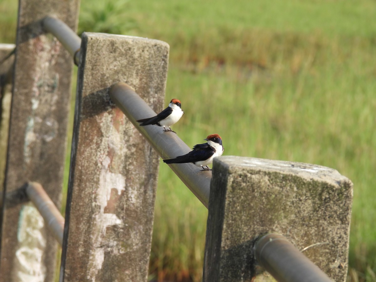Golondrina Colilarga - ML647467655