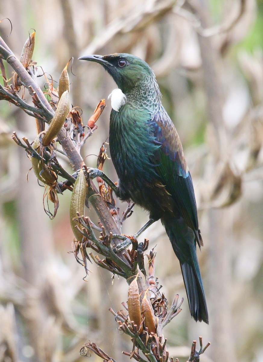 Mielero Tui - ML647467656