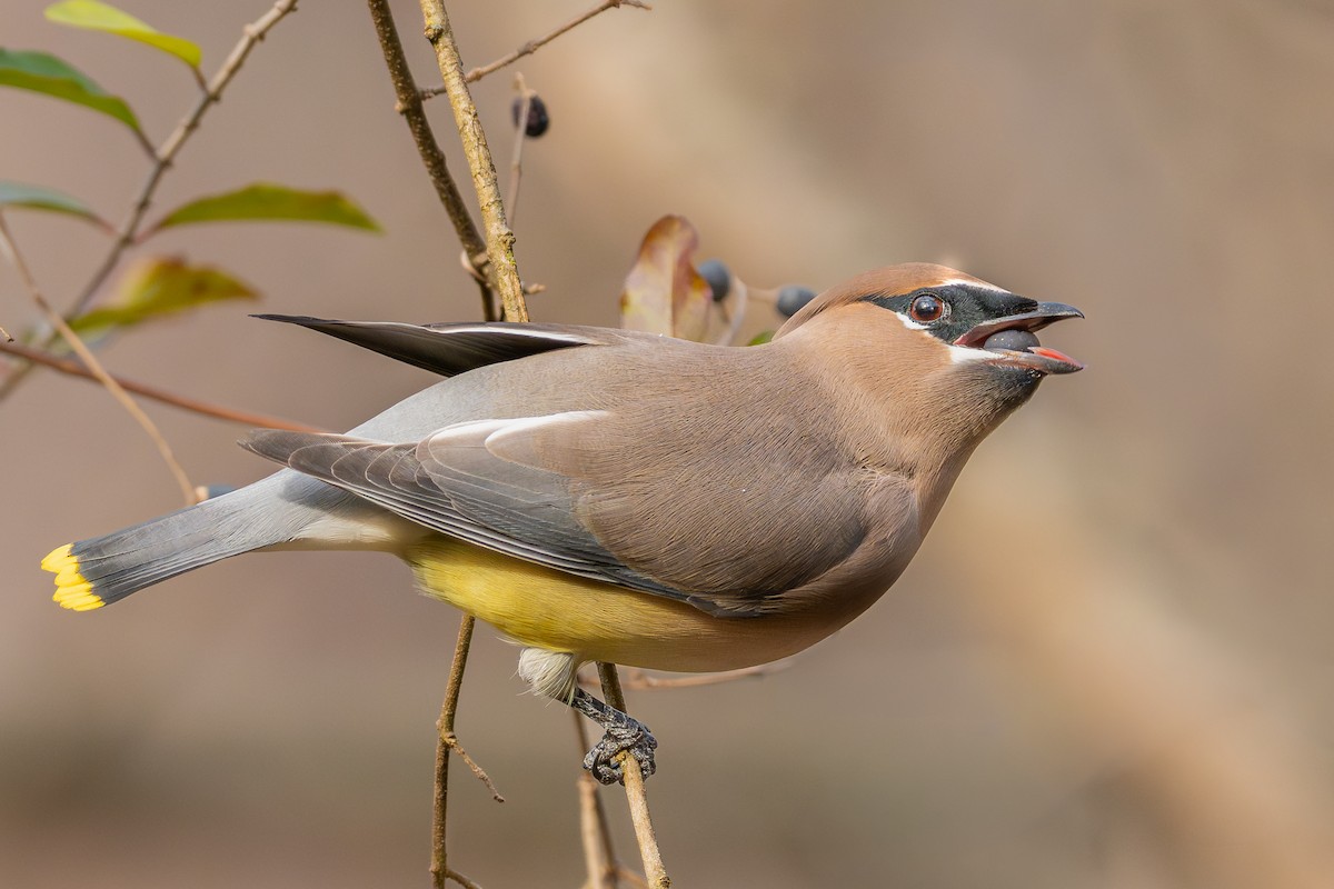 Ampelis Americano - ML647467657