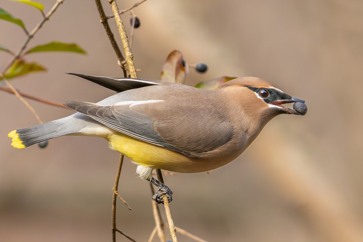 Ampelis Americano - ML647467658