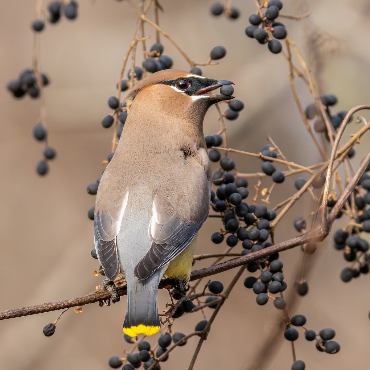 Ampelis Americano - ML647467659