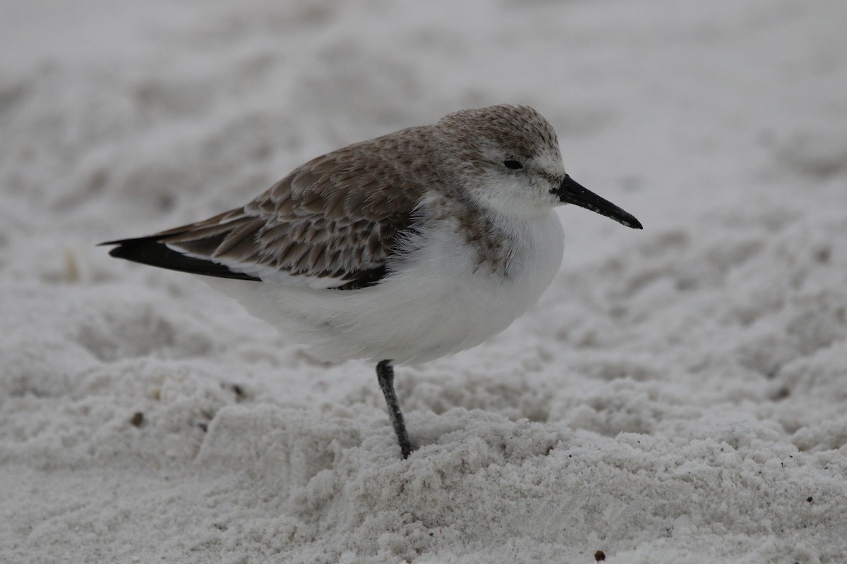 Correlimos Tridáctilo - ML647467660