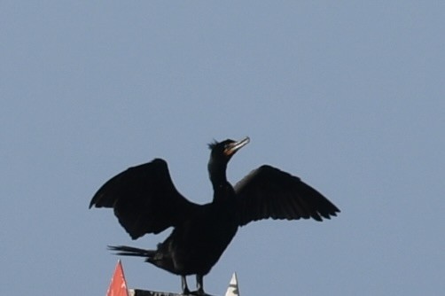 Cormorán Orejudo - ML647467661