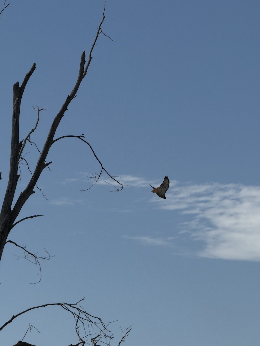 Red-tailed Hawk - ML647467708