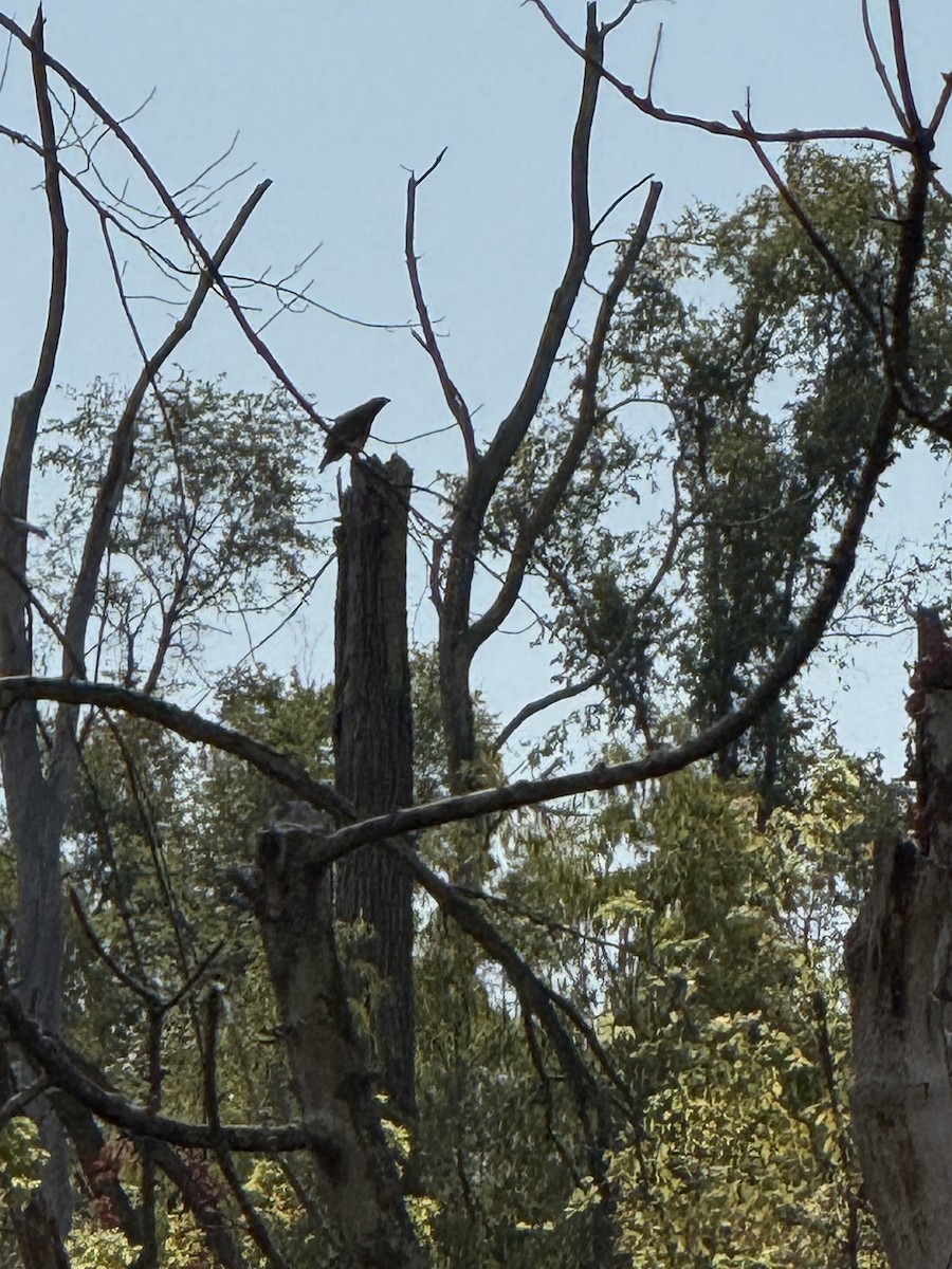 Red-tailed Hawk - ML647467711