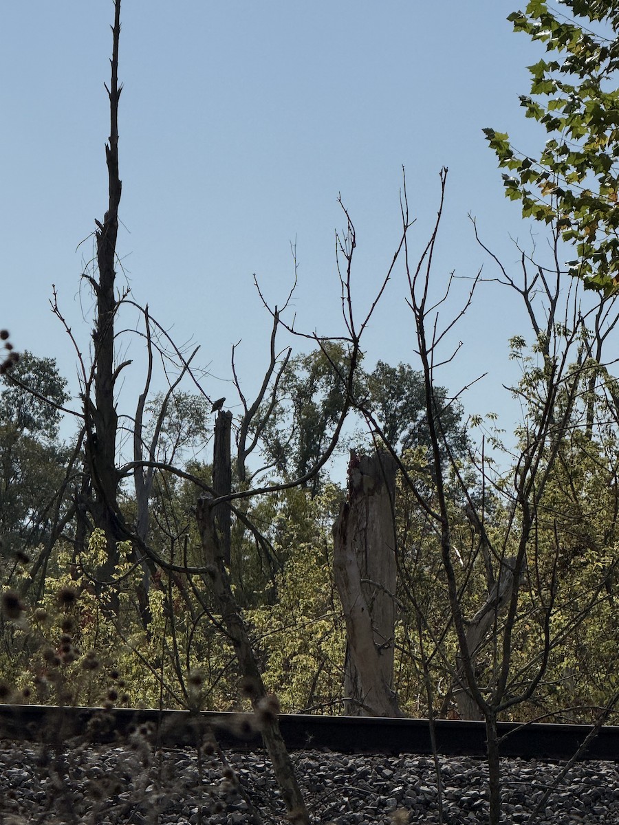 Red-tailed Hawk - ML647467712