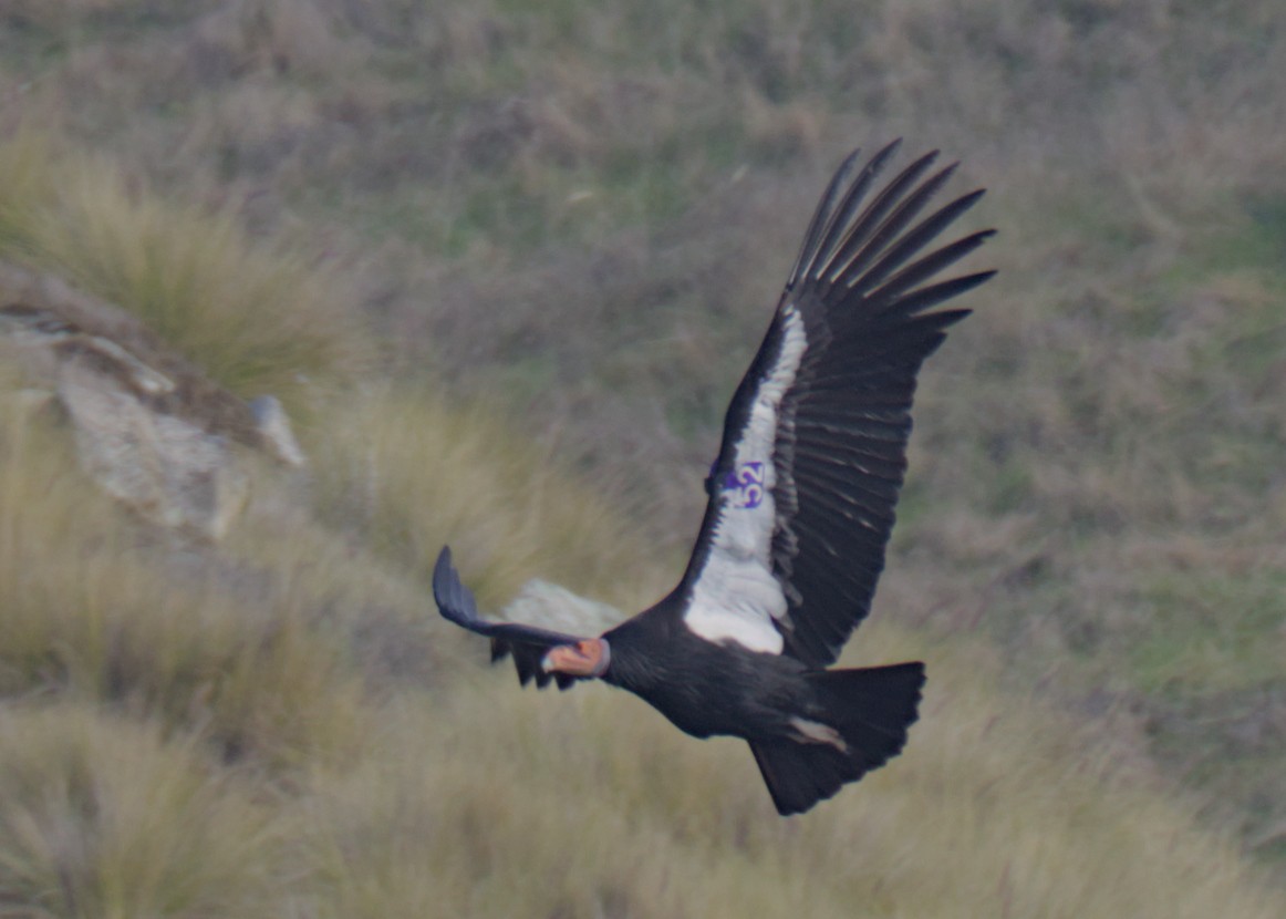 California Condor - ML647467719