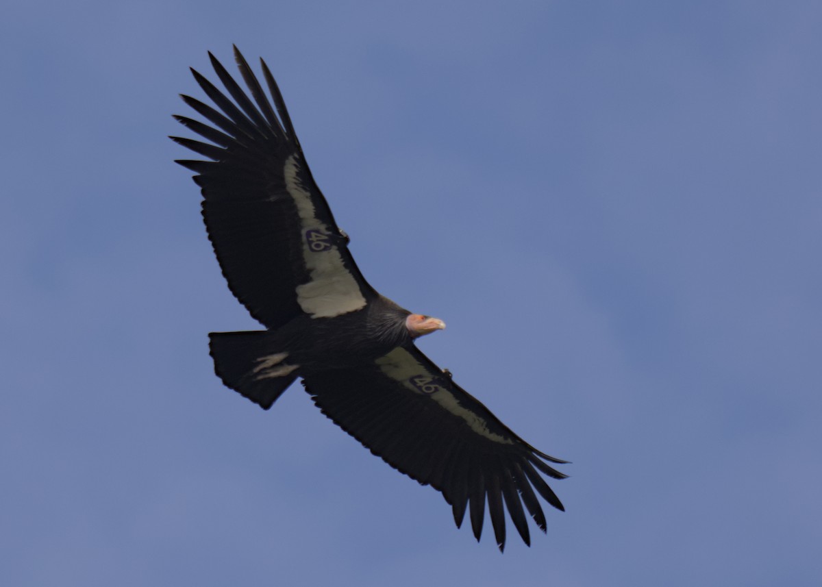 California Condor - ML647467720