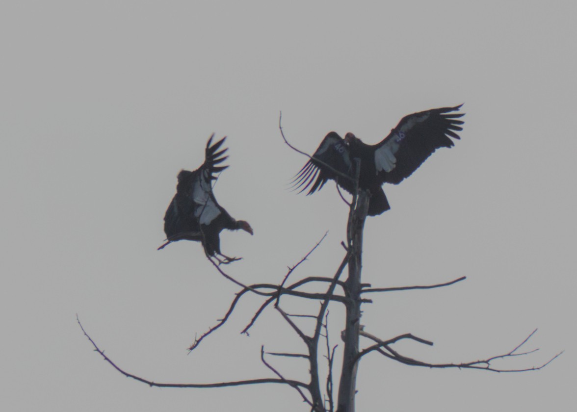 California Condor - ML647467722