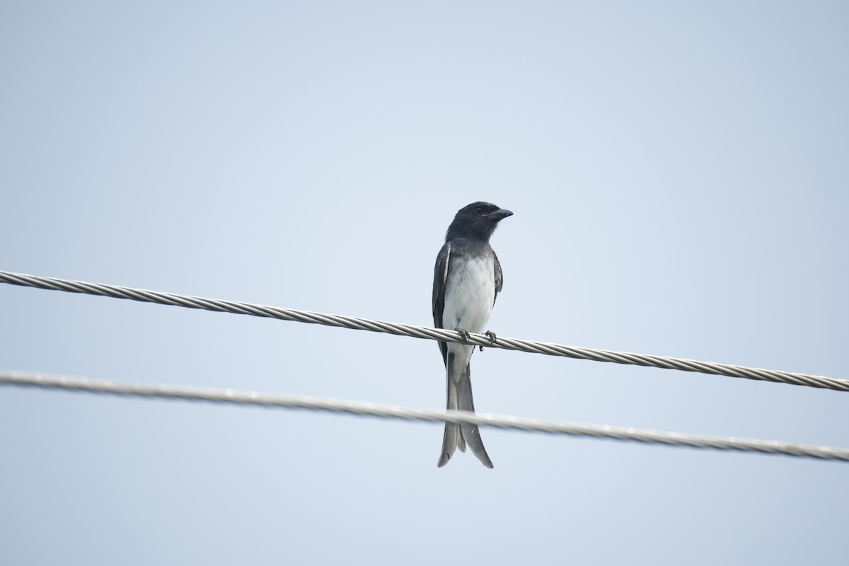 White-bellied Drongo - ML647467729