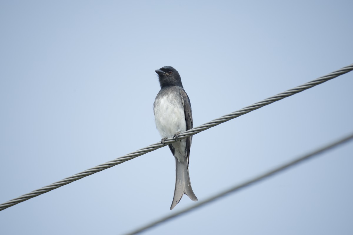 White-bellied Drongo - ML647467730