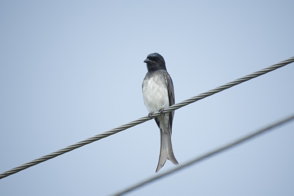 White-bellied Drongo - ML647467731