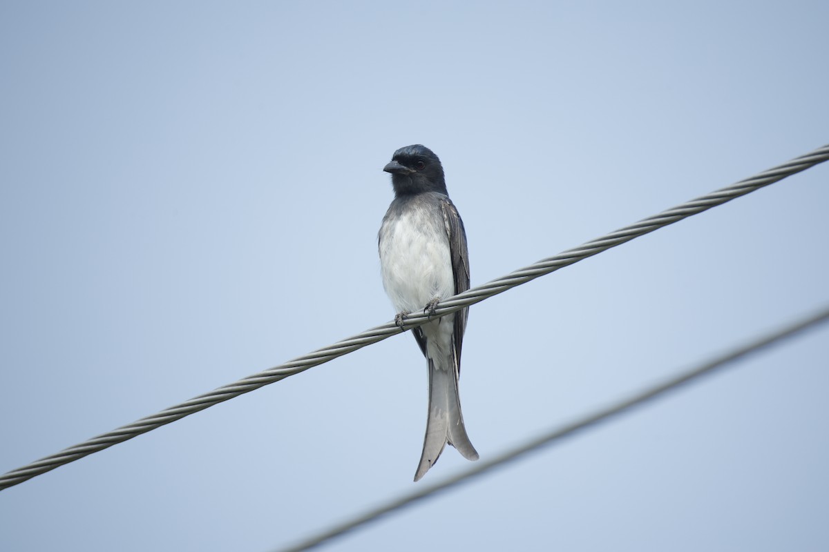 White-bellied Drongo - ML647467732