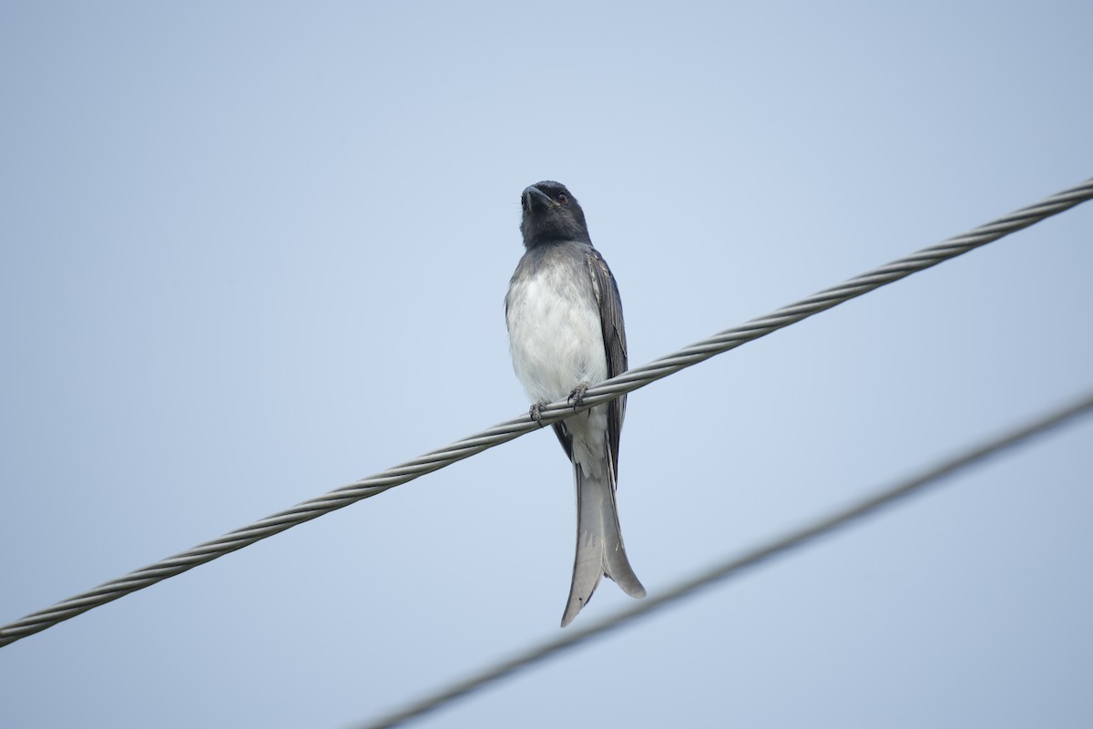 White-bellied Drongo - ML647467733