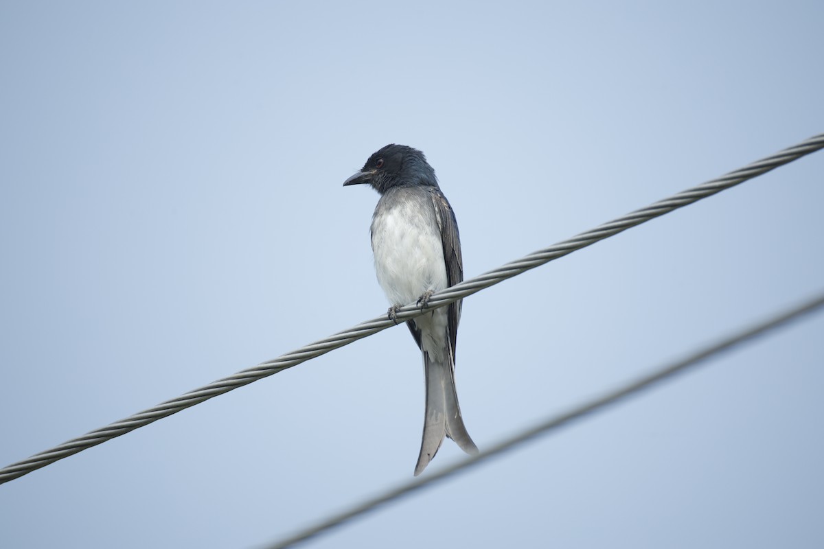 White-bellied Drongo - ML647467734