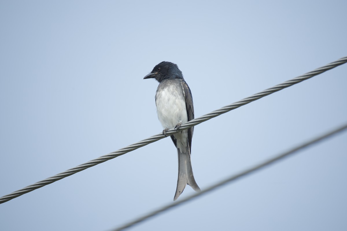 White-bellied Drongo - ML647467735