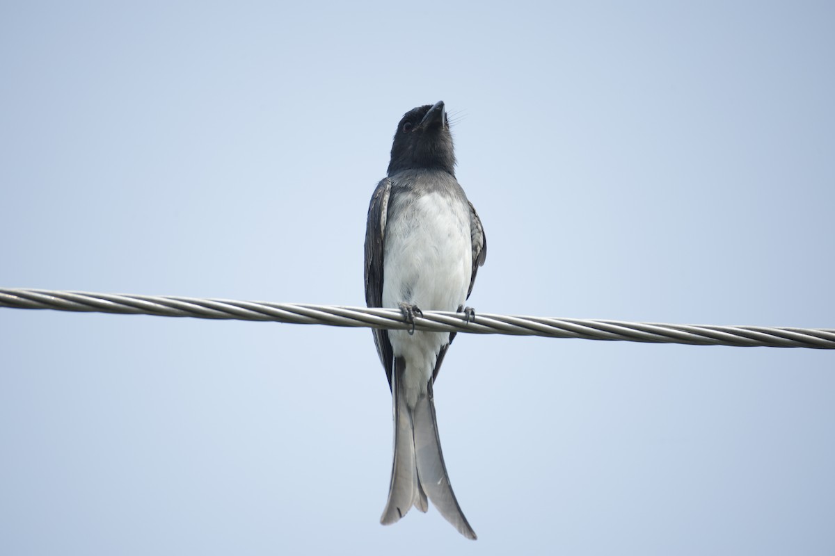 White-bellied Drongo - ML647467736