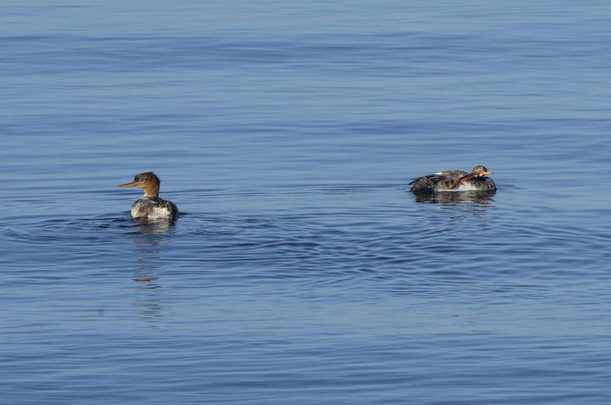 Red-breasted Merganser - ML647467738