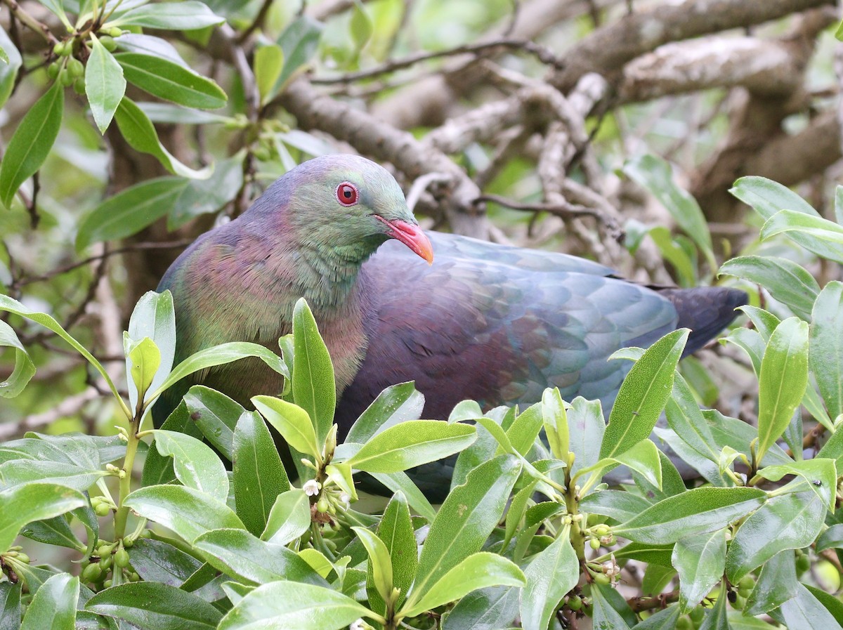 New Zealand Pigeon - ML647467739