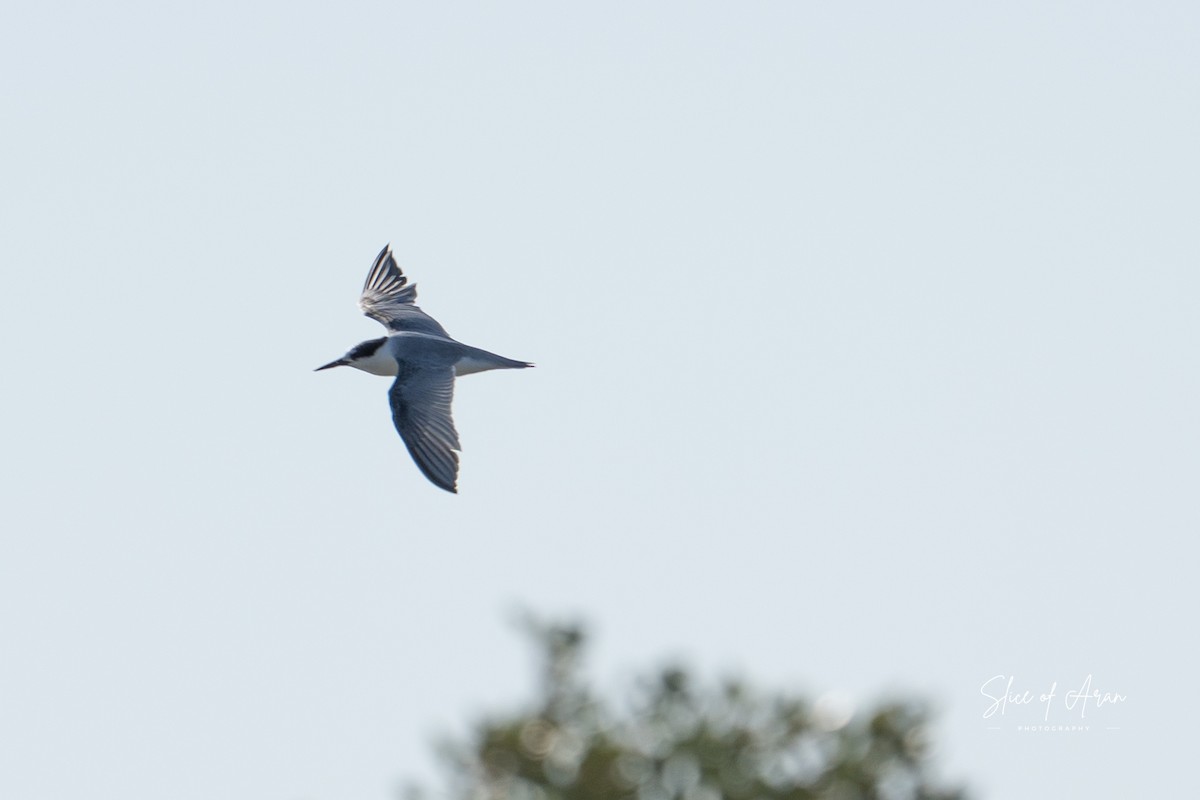 Little Tern - ML647467741